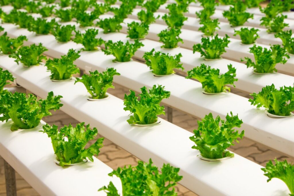 Hydroponically grown lettuce, sustainable agriculture in action